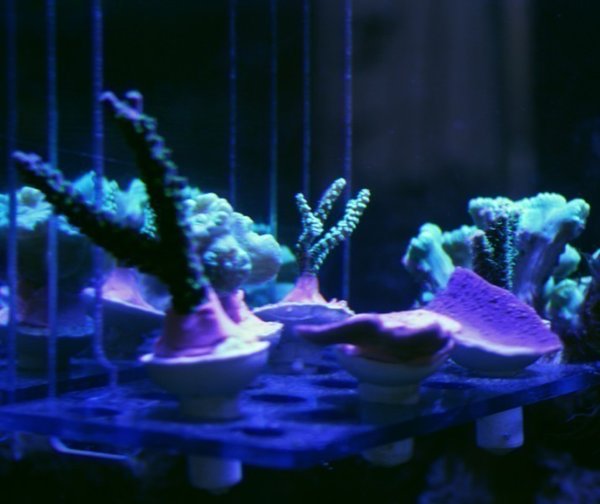 Fauna Marin Coral Deck Set