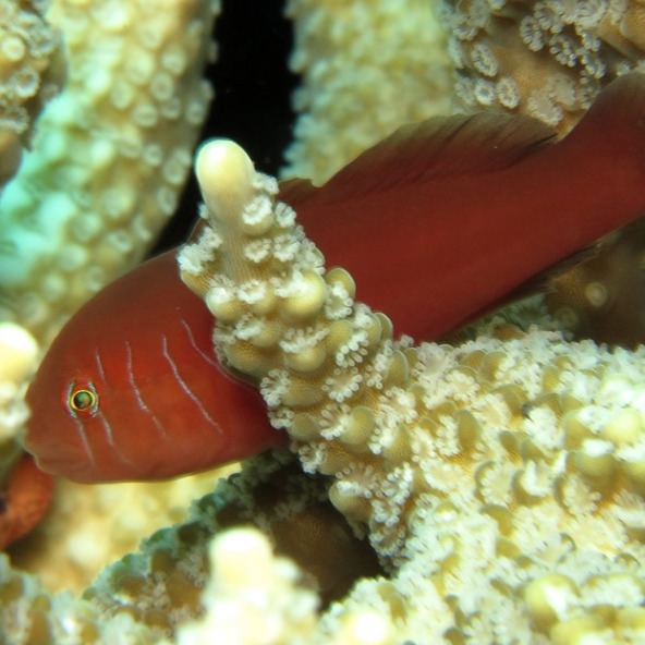 Fünf-Streifen-Korallengrundel "Gobiodon quinquestrigatus"