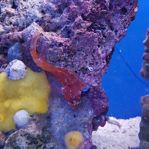 Gabelschwanz-Korallenwächter "Cyprinocirrhites polyactis"